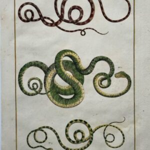 Seba, Albertus. (Snakes Plate 41) Locupletissimi Rerum Naturalium … Amsterdam 1734-1769