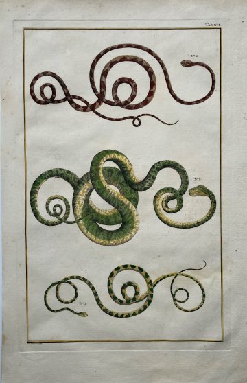 Seba, Albertus. (Snakes Plate 41) Locupletissimi Rerum Naturalium … Amsterdam 1734-1769