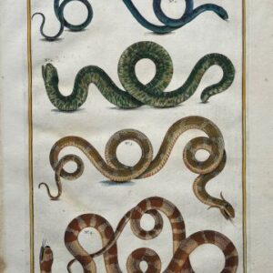 Seba, Albertus. (Snakes Plate 18) Locupletissimi Rerum Naturalium … Amsterdam 1734-1769