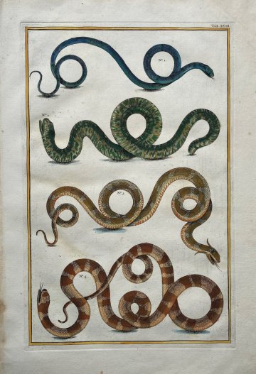 Seba, Albertus. (Snakes Plate 18) Locupletissimi Rerum Naturalium … Amsterdam 1734-1769