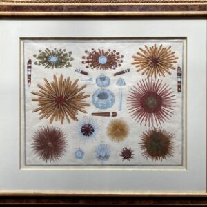 (Sea Urchins) Locupetissimi... Amsterdam [1734]-1765. Archivally framed