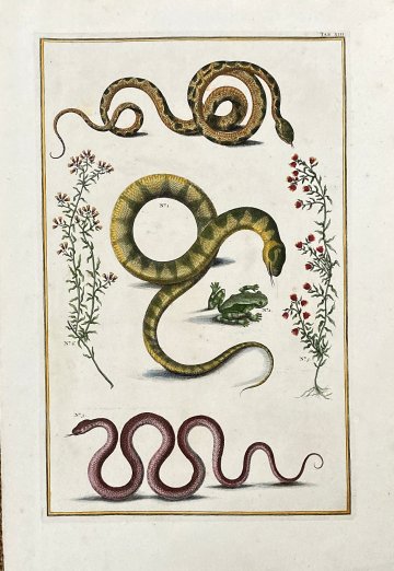 Seba, Albertus. (Snakes Plate 13) Locupletissimi Rerum Naturalium … Amsterdam 1734-1769