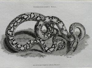 George Shaw. (Embroidered Boa) General Zoology... London, 1800-1829