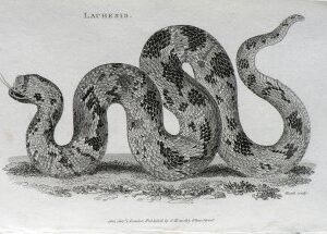 George Shaw. (Lachesis) General Zoology... London, 1800-26