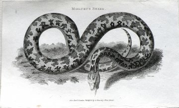 George Shaw (Molurus Snake) General Zoology... London, 1800-26