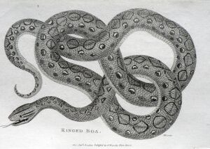 George Shaw. (Ringed Boa) General Zoology... London, 1800-1826