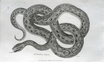 George Shaw. (Ringed Boa) General Zoology... London, 1800-1826