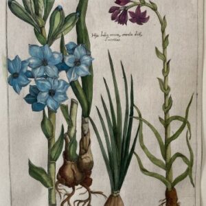Emanuel Sweert (Hyacinth) Florilegium…Frankfurt [1612]-1647.