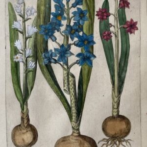 Emanuel Sweert (Hyacinths) Florilegium…Frankfurt [1612]-1647.