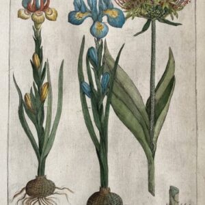 Emanuel Sweert (Iris) Florilegium…Frankfurt [1612]-1647.