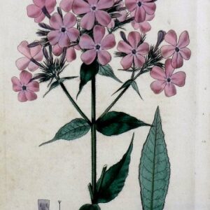 Pl 248 (Pink Phlox) The British Flower Garden. London, 1823-29.