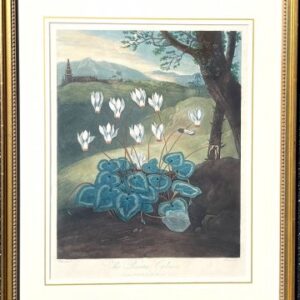 The Persian Cyclamen. The Temple of Flora. London, 1804.