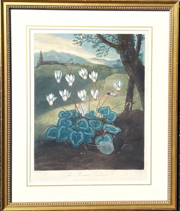 The Persian Cyclamen. The Temple of Flora. London, 1804.