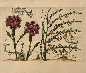 (Carnation) Hortus Floridus. Utrecht, 1614-1617.