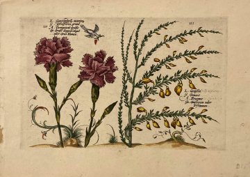 (Carnation) Hortus Floridus. Utrecht, 1614-1617.