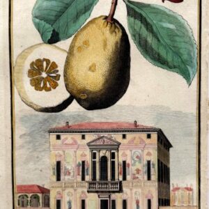 Lemon (Palazzo Mocenigo) Nurembergiische Hesperides. Nuremberg, 1708-14. Matted