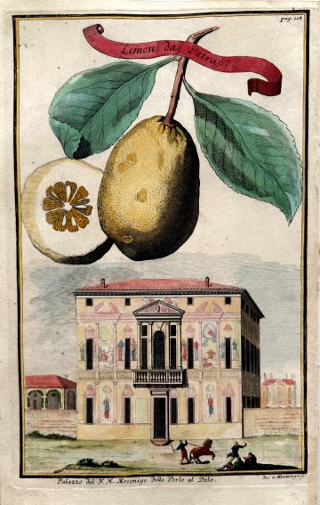 Lemon (Palazzo Mocenigo) Nurembergiische Hesperides. Nuremberg, 1708-14. Matted