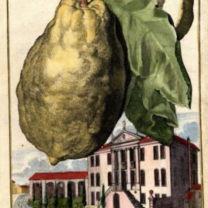 Lemon (Palazzo del N.H. Nani al Dolo) Nurembergiische Hesperides. Nuremberg, 1708-14. Matted