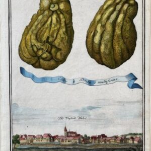 (Citron with village) Nurembergiische Hesperides. Nuremberg, 1708-14.