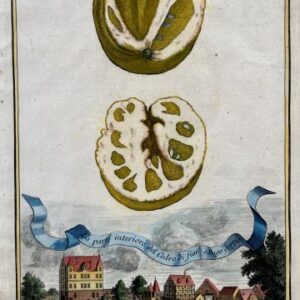 (Citron with view of village Gleishamer) Nurembergiische Hesperides. Nuremberg, 1708-14.