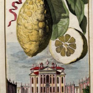 Lemon (Palazzo Giustiniano) Nurembergiische Hesperides. Nuremberg, 1708-14. Matted