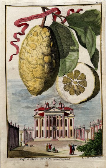Lemon (Palazzo Giustiniano) Nurembergiische Hesperides. Nuremberg, 1708-14. Matted