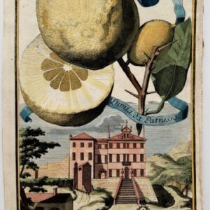 Lemon (Palazzo del M.H. Melin at Monte Buso) Nurembergiische Hesperides. Nuremberg, 1708-14. Matted