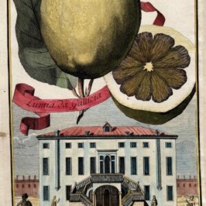 Lemon (Palazzo Contarini Brenta) Nurembergiische Hesperides. Nuremberg, 1708-14. Matted