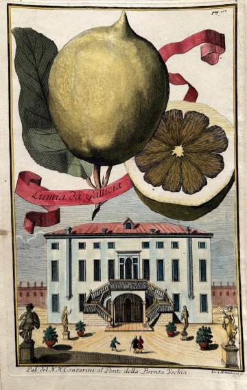 Lemon (Palazzo Contarini Brenta) Nurembergiische Hesperides. Nuremberg, 1708-14. Matted