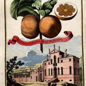 Orange (Palazzo Minetto) Nurembergiische Hesperides. Nuremberg, 1708-14. Matted