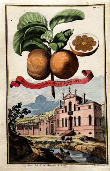 Orange (Palazzo Minetto) Nurembergiische Hesperides. Nuremberg, 1708-14. Matted