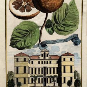 Orange (Palazzo del Grimani) Nurembergiische Hesperides. Nuremberg, 1708-14. Matted