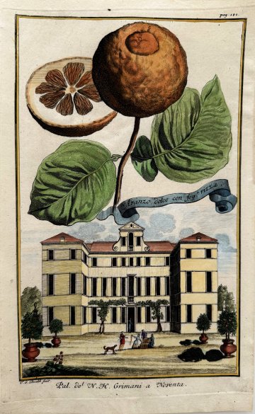 Orange (Palazzo del Grimani) Nurembergiische Hesperides. Nuremberg, 1708-14. Matted