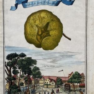 (Citron with village square) Nurembergiische Hesperides. Nuremberg, 1708-14.