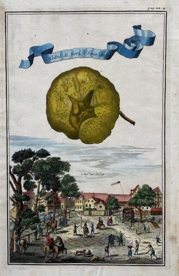 (Citron with village square) Nurembergiische Hesperides. Nuremberg, 1708-14.