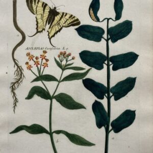 N. 152 (Butterfly and Swallowwort) Phytanthosa Iconographia Regensberg, 1737-42
