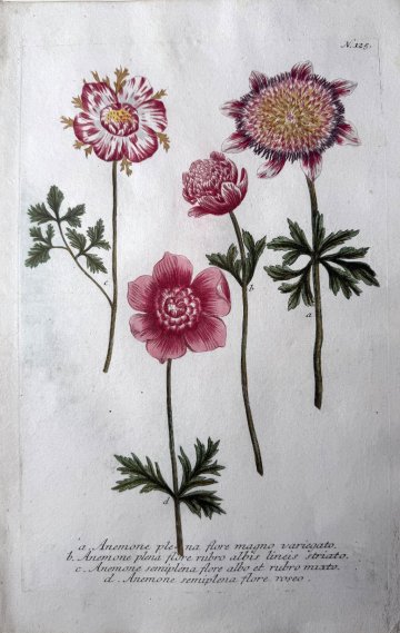 N. 125 (Anemone) Phytanthosa Iconographia. Regensberg, 1737-42. Framed