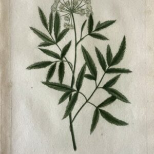 N. 134 (Wild celery) Phytanthosa Iconographia. Regensberg 1737-42. Framed