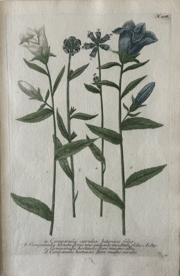 N. 288 (Bellflower) Phytanthosa. Regensberg 1737-42. Framed
