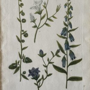 N. 292 (Bellflower) Phytanthosa Iconographia. Regensberg, 1737-42. Framed