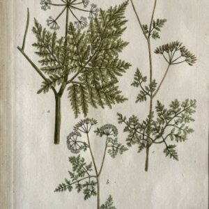 N. 353 (French parsley) Phytanthosa Iconographia. Regensberg 1737-42. Framed