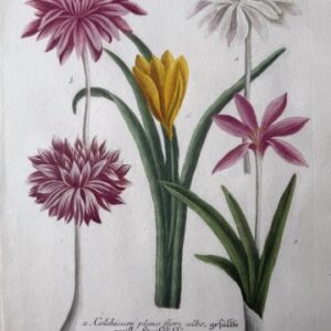 N. 404 (Autumn Crocus) Phytanthosa Iconographia. Regensberg 1737-42. Framed