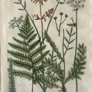 N. 509 (Alpine fern) Phytanthosa Iconographia. Regensberg 1737-42. Framed