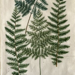 N. 510 (Fern) Phytanthosa Iconographia. Regensberg 1737-42. Framed