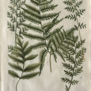 N. 511 (Male fern) Phytanthosa Iconographia. Regensberg 1737-42. Framed