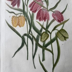 N. 516 (Fritillaria) Phytanthosa Iconographia. Regensberg, 1737-42. Framed