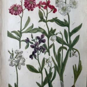 N. 642 (Snowflake) Phytanthosa Iconographia. Regensberg 1737-42. Framed