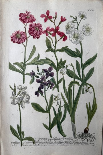 N. 642 (Snowflake) Phytanthosa Iconographia. Regensberg 1737-42. Framed