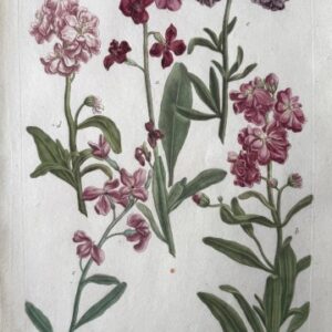 N. 643 (Snowflake) Phytanthosa Iconographia. Regensberg 1737-42. Framed