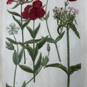 N. 677 (Rose Campion) Phytanthosa Iconographia. Regensberg, 1737-42. Framed